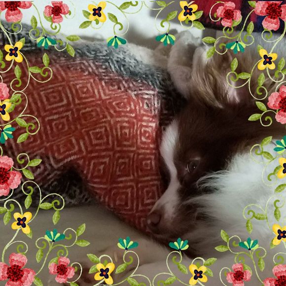 Meet your Posher, Carol - Picture 1 of 1